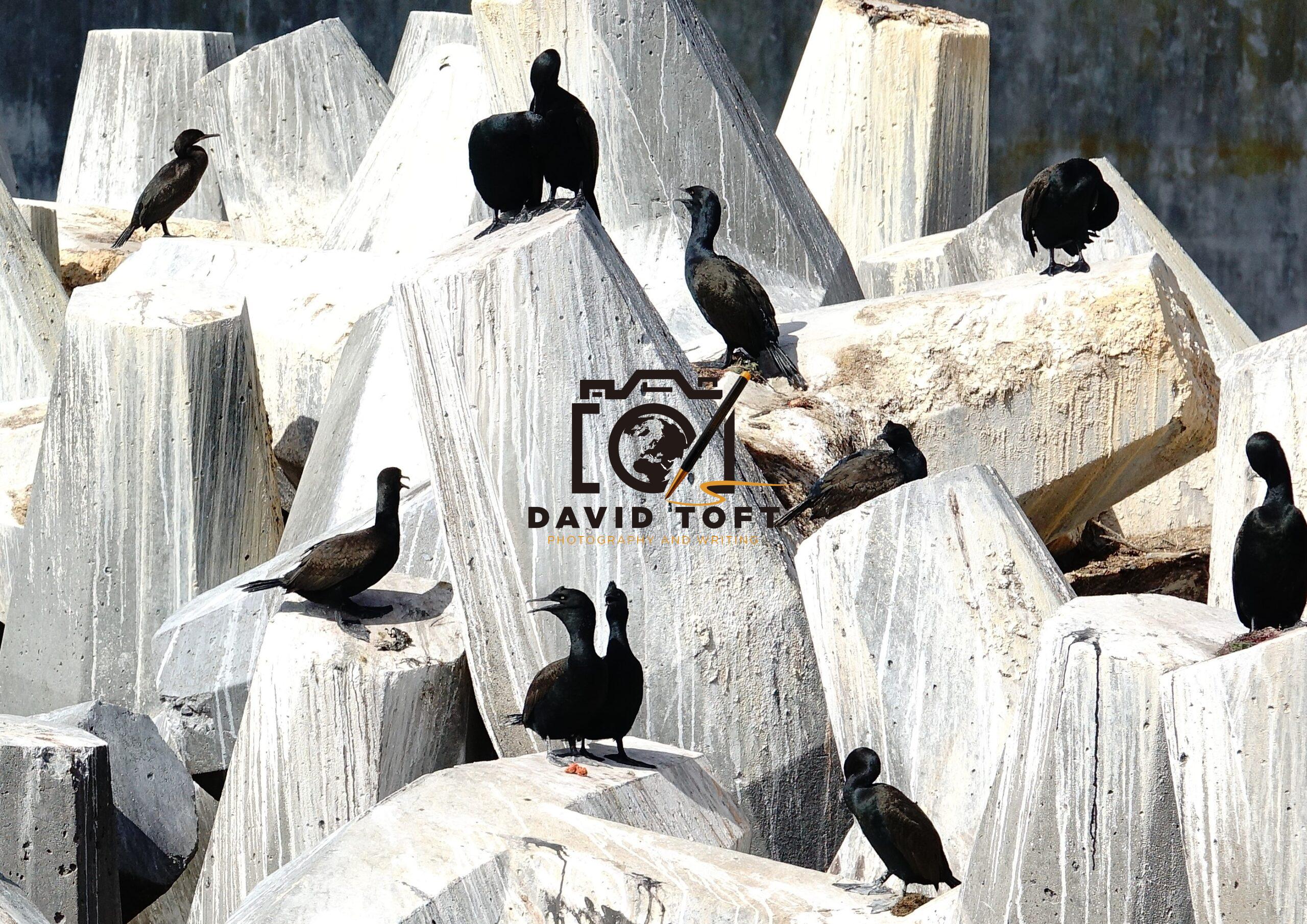 Robben cormorant wm